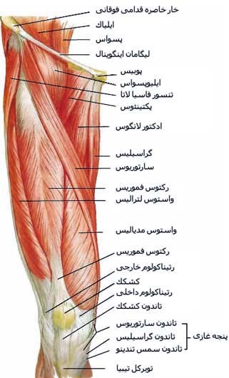 آشنایی با آناتومی عضلات ران پا
