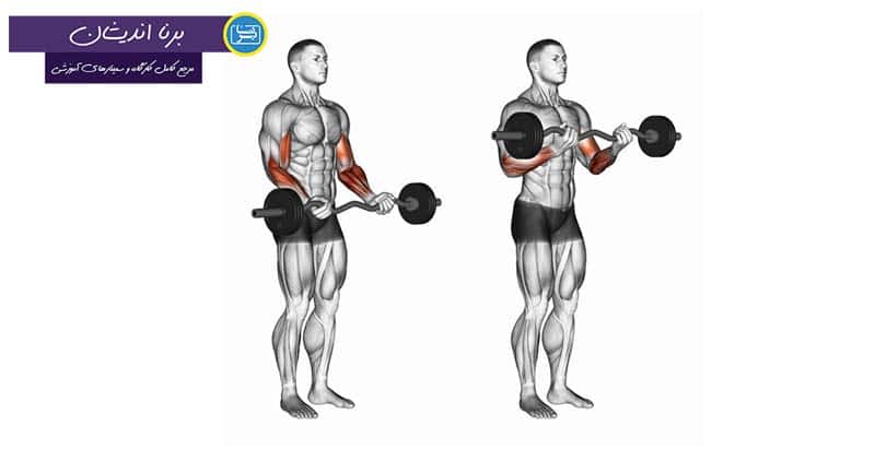 بزرگ کردن عضلات بازو با تمرین جلو بازو هالتر لاری