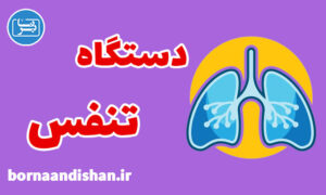 کارگاه پزشکی آناتومی دستگاه تنفس انسان