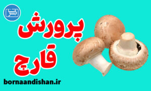 پکیج آموزش پرورش قارچ به صورت جامع
