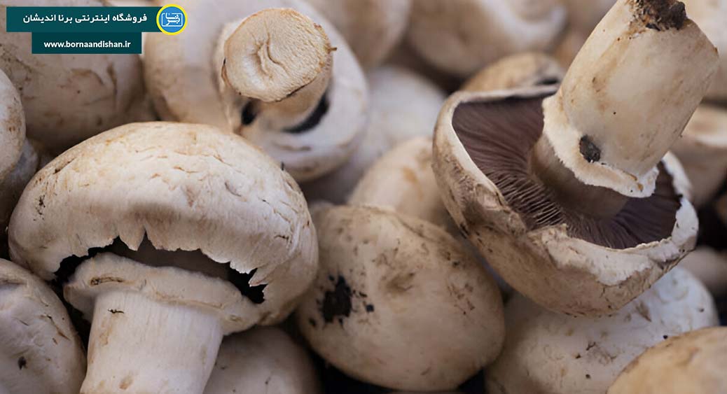 دنیای شگفت‌انگیز پرورش قارچ: سفری از تاریکی به سفره!