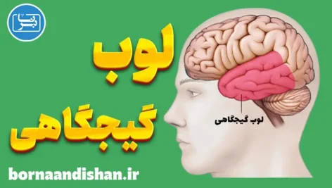 پاورپوینت لوب گیجگاهی