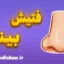 فتیش بینی: همه چیز درباره نازوفیلیا و جذابیت بینی