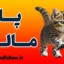 پا مالی: از بازی عاشقانه تا تحقیر روانی