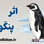 اثر پنگوئن: چگونه سکوت جمعی را بشکنیم؟