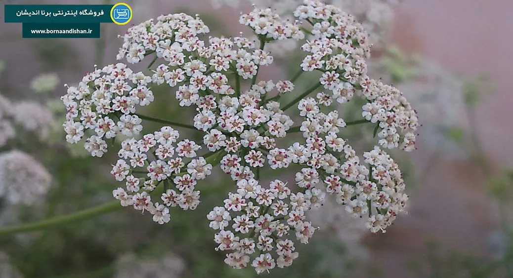 زنیان؛ همراه طبیعی برای کاهش وزن و انرژی بیشتر