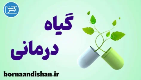 گیاه درمانی؛ پل میان طب سنتی و پزشکی نوین