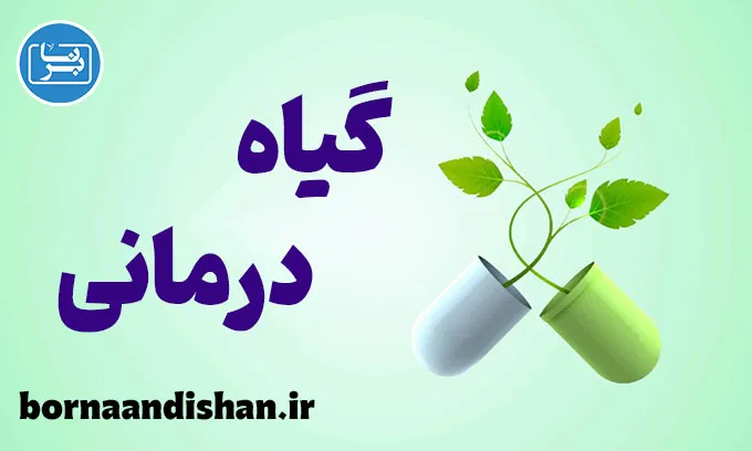 گیاه درمانی؛ پل میان طب سنتی و پزشکی نوین