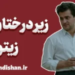 زیر درختان زیتون؛ تداوم زندگی میان ویرانه‌ها