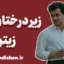 زیر درختان زیتون؛ تداوم زندگی میان ویرانه‌ها