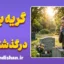 گریه برای درگذشتگان؛ تحلیل روانشناختی
