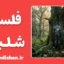 فلسفه شلینگ؛ پل میان طبیعت و آگاهی